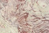 Polished Neoproterozoic Stromatolite (Conophyton) Slab #365852-1